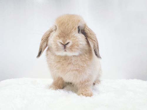 ベビーの紹介 - うさぎ星 - 大阪のうさぎ専門店