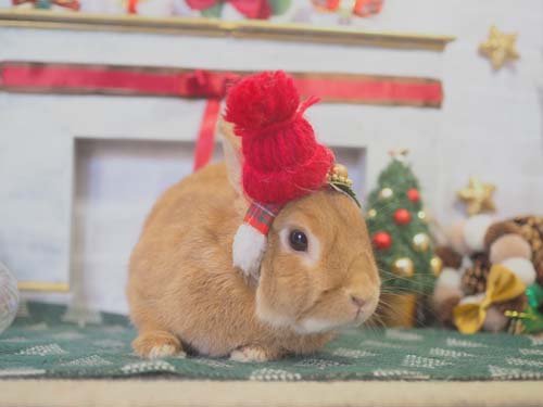 みんなのうさぎ(本店) - うさぎ星 - 大阪のうさぎ専門店