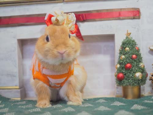 ❤️専用❤️☆。゜星うさぎ☆。゜ みんなのうさぎ(本店) - うさぎ星 - 大阪のうさぎ専門店