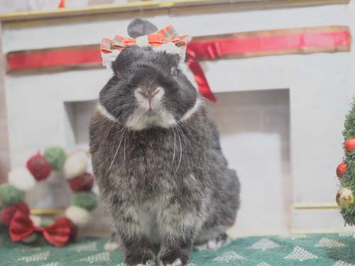 みんなのうさぎ(本店) - うさぎ星 - 大阪のうさぎ専門店