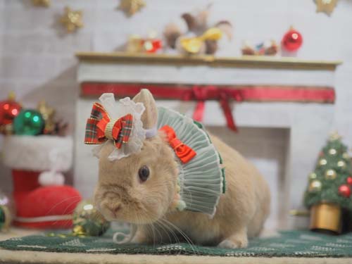 みんなのうさぎ(本店) - うさぎ星 - 大阪のうさぎ専門店