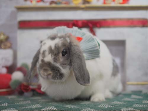 星うさぎページです。 みんなのうさぎ(本店) - うさぎ星 - 大阪のうさぎ専門店